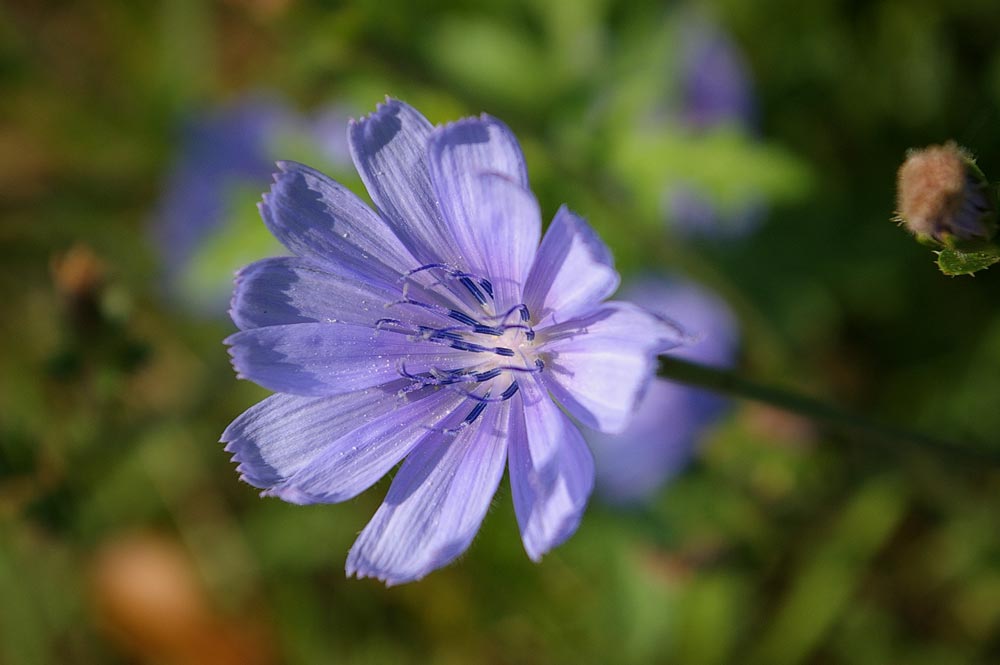 Fleur de Bach Chicory