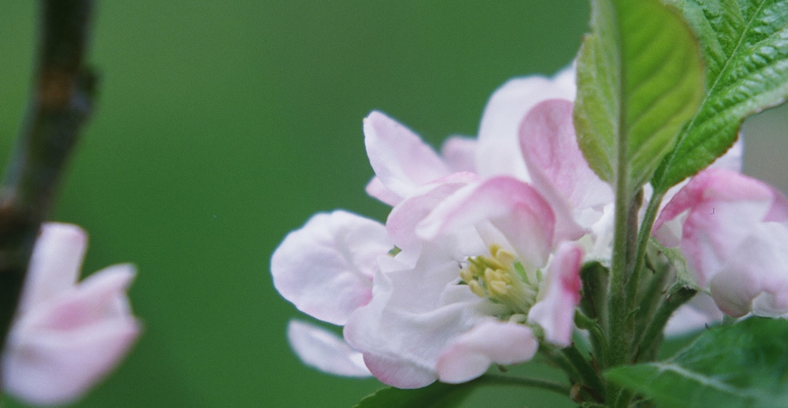 Fleurs de Bach et le printemps