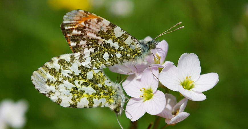 EOP et Biodiversité